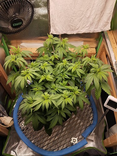 IMG_20241030_194837 - Kopie