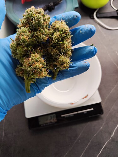 Growreport Bild 1