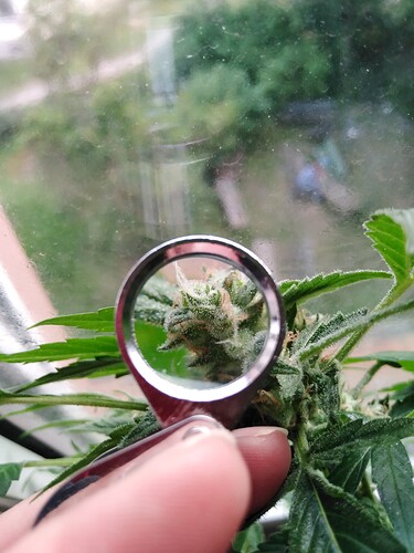 Growreport Bild 2