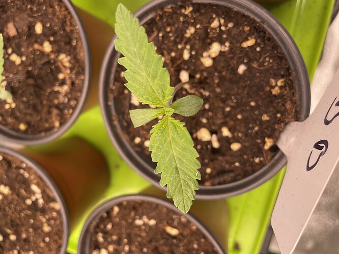 Growreport Bild 4