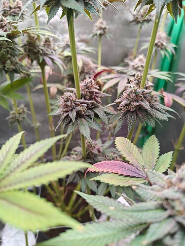 Growreport Bild 17