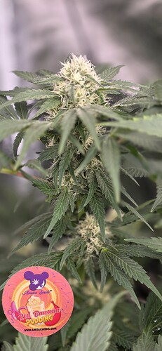 Growreport Bild 43