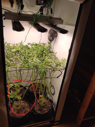 Growreport Bild 27