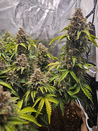 Growreport Bild 6