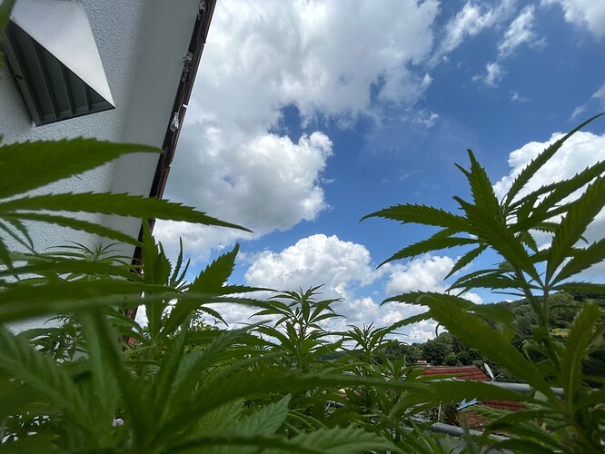 Growreport Bild 5