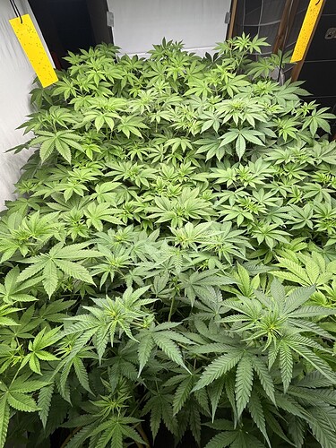 Growreport Bild 39