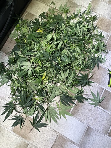 Growreport Bild 33