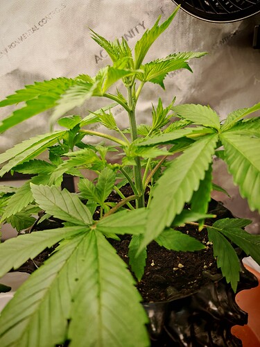 Growreport Bild 18