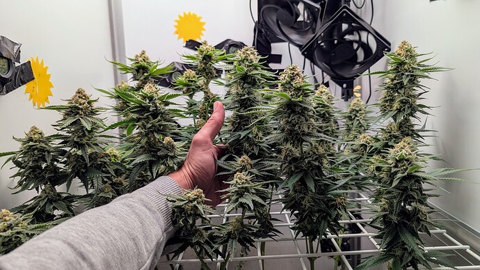 Growreport Bild 32