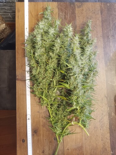 Growreport Bild 3