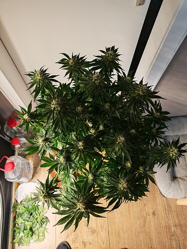 Growreport Bild 5