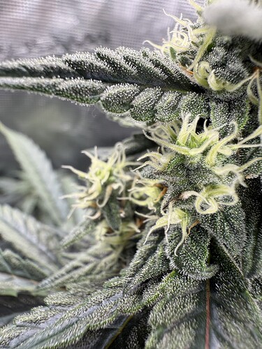 Growreport Bild 8