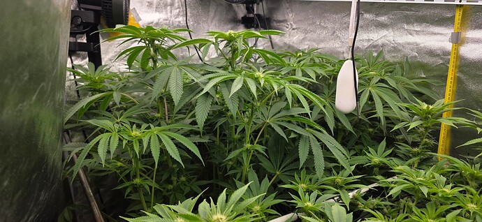 Growreport Bild 6