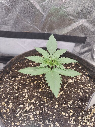Growreport Bild 1