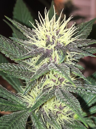 Growreport Bild 4