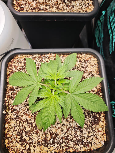 Growreport Bild 17