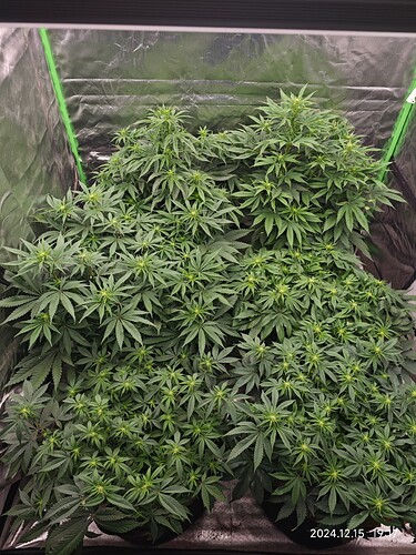 Growreport Bild 31
