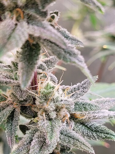 Growreport Bild 31