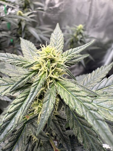 Growreport Bild 45
