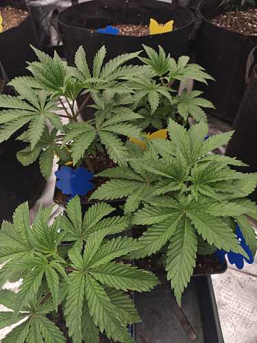 Growreport Bild 31