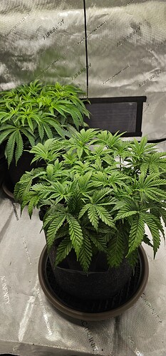 Growreport Bild 5