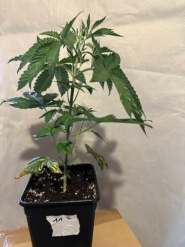 Growreport Bild 3
