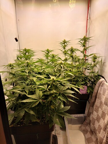 Growreport Bild 2
