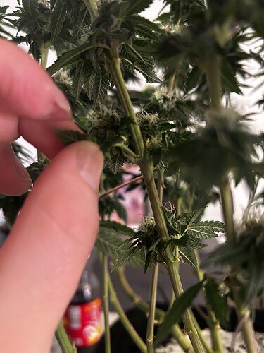 Growreport Bild 6
