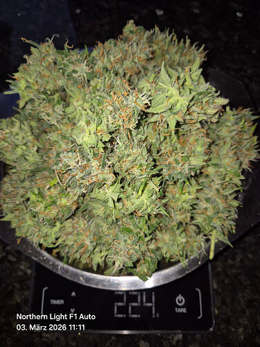 Getrimmte Cannabis-Buds auf einer digitalen Küchenwaage, die 224 Gramm anzeigt.
