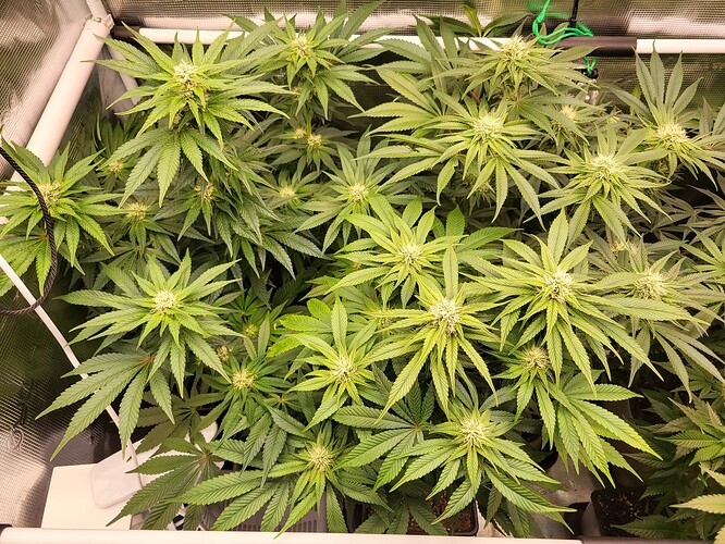 Growreport Bild 2