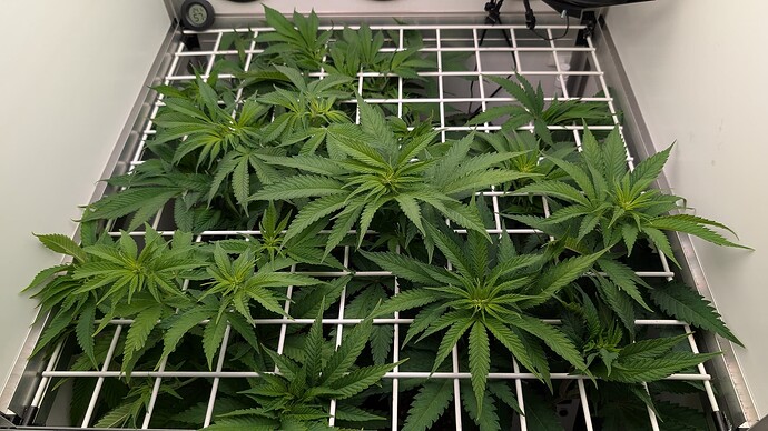 Growreport Bild 1