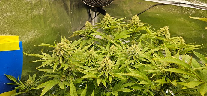 Growreport Bild 20