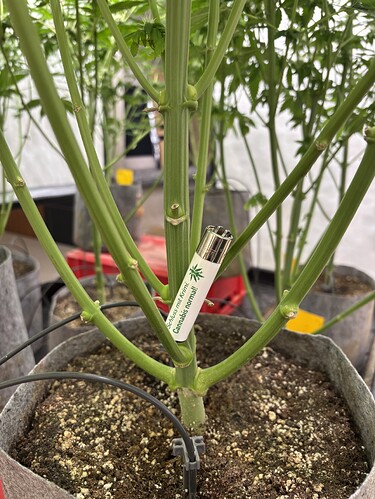 Growreport Bild 41