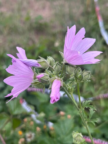 Growreport Bild 35