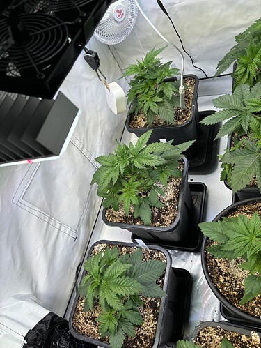 Growreport Bild 1