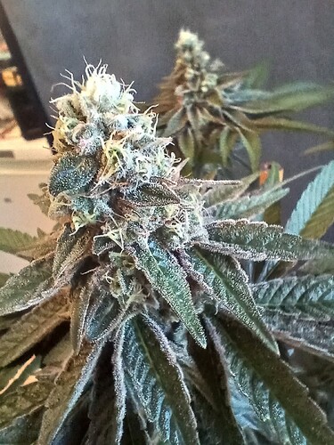 Growreport Bild 10