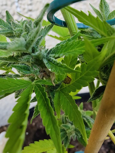 Growreport Bild 5