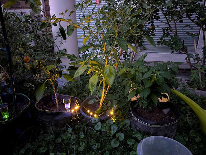 Growreport Bild 7