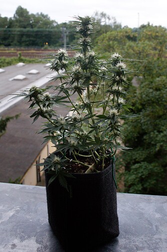 Growreport Bild 4