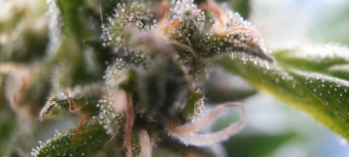 Growreport Bild 20