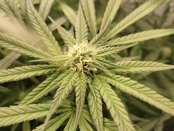 Growreport Bild 7