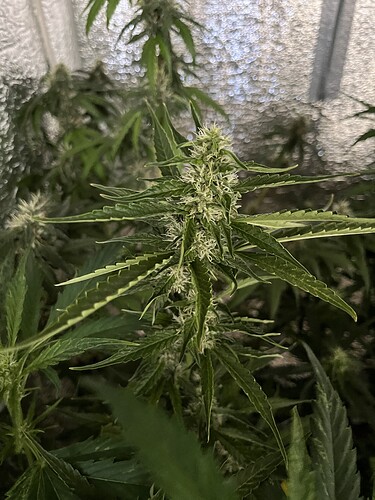 Growreport Bild 5