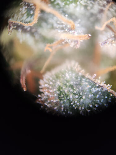 Growreport Bild 1