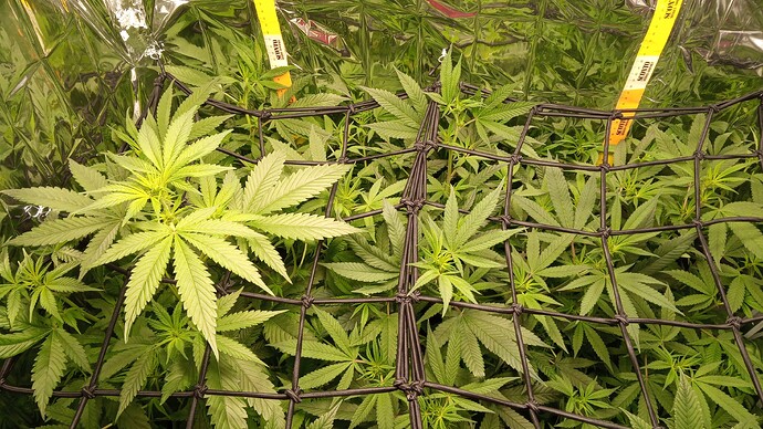Growreport Bild 5