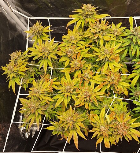 Growreport Bild 1