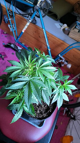 Growreport Bild 4