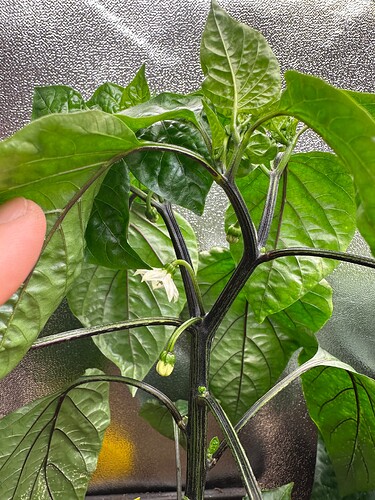 Growreport Bild 33