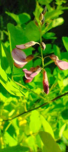 IMG_20240625_195253