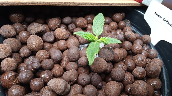 Growreport Bild 3