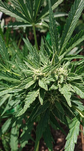 Growreport Bild 57